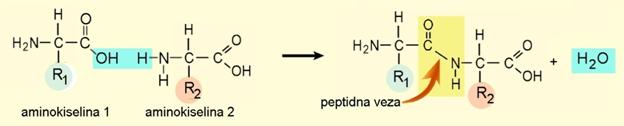 B15,2 peptidna veza